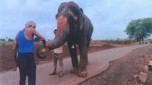 Anant Ambani, Vantara Initiative, Elephant Welfare India