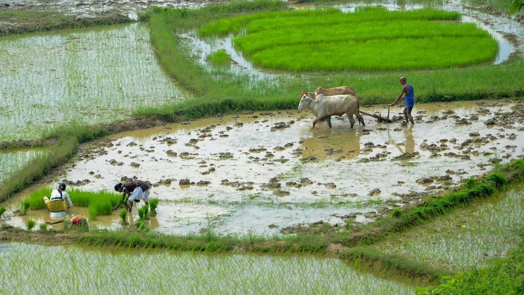 Farmer News
