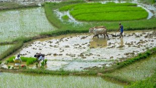 Farmer News