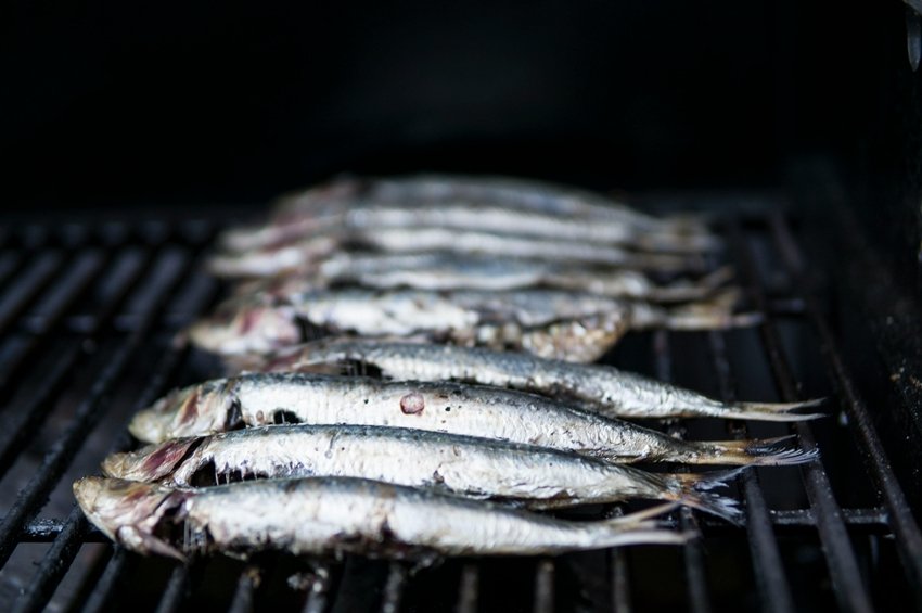 Fish