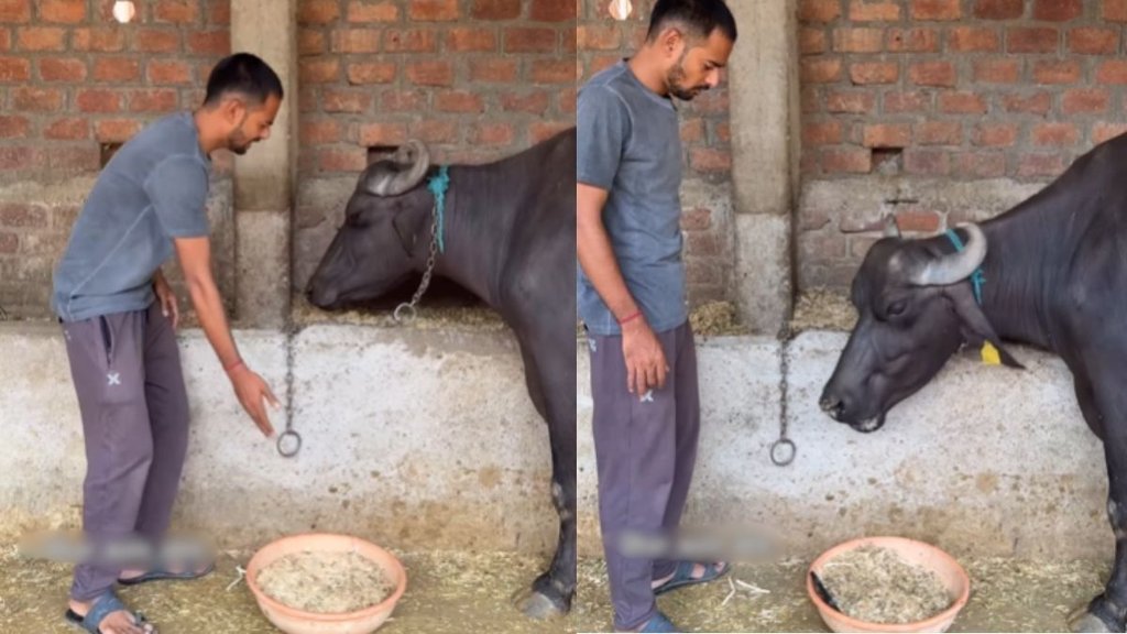 Viral video, funny video, buffalo video