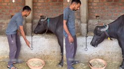 चारा खाने को राजी नहीं थी भैंस, तभी मालिक ने किया कुछ ऐसा फटाफट लगी खाने, Viral Video देख दंग रह गए यूजर्स