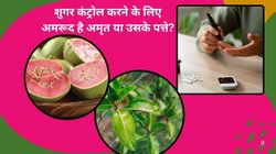 शुगर कंट्रोल करने के लिए कच्चा अमरूद खाएं या उसके पत्ते, किसे खाने से Diabetes होगा कंट्रोल, एक्सपर्ट से जानिए सही विकल्प
