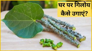 Giloy Ka Paudha Kaise Ugaye, Giloy ka paudha benefits, Giloy ka paudha uses
