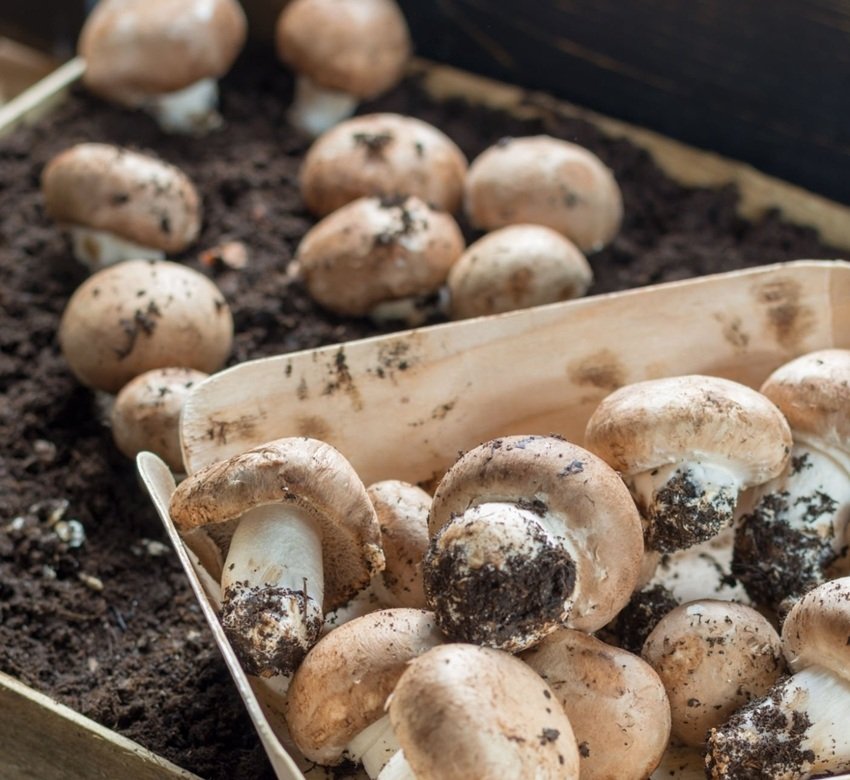 Grow Mushrooms Indoors in 15 Days