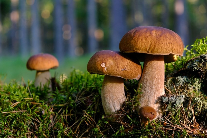 Grow edible mushrooms at home