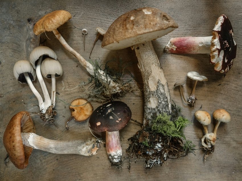 Harvest Fresh Mushrooms at Home in Just 15 Days