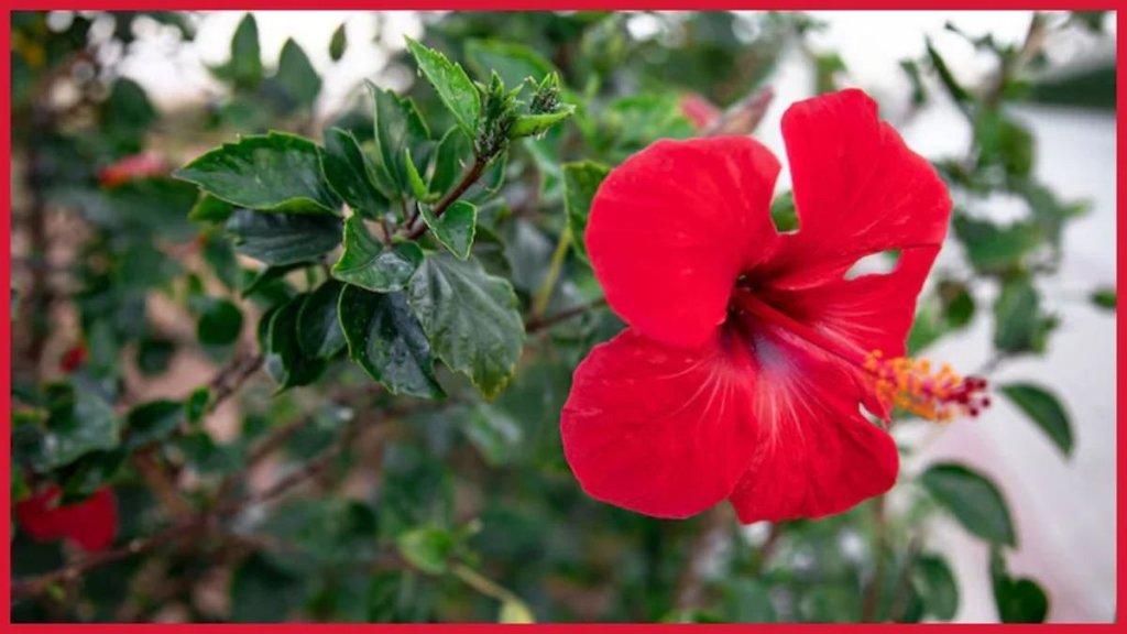 Hibiscus Plant Gardening Tips, Hibiscus Plant, Gardening Tips