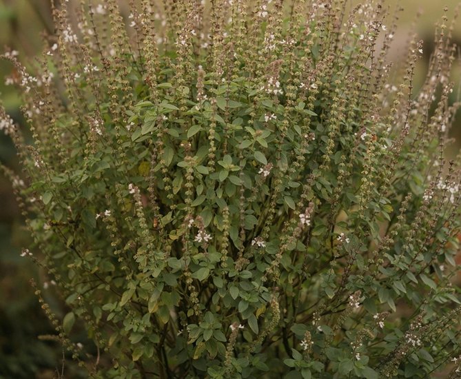 Holy Basil
