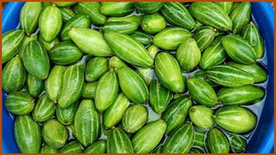 How To Grow Parwal, ghar par parwal ugane ka tarika