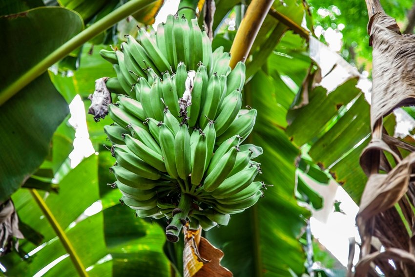 How to Make Healthy Banana Tikkis at Home