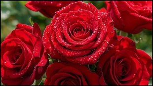 Rose plant growing, how to grow rose plant faster tips