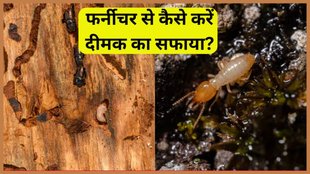 dimak ko kaise bhagaye, How to get rid of termites