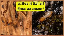 बारिश में फर्नीचर पर लग गई दीमक? इन 7 असरदार उपाय से तुरंत मिलेगा छुटकारा