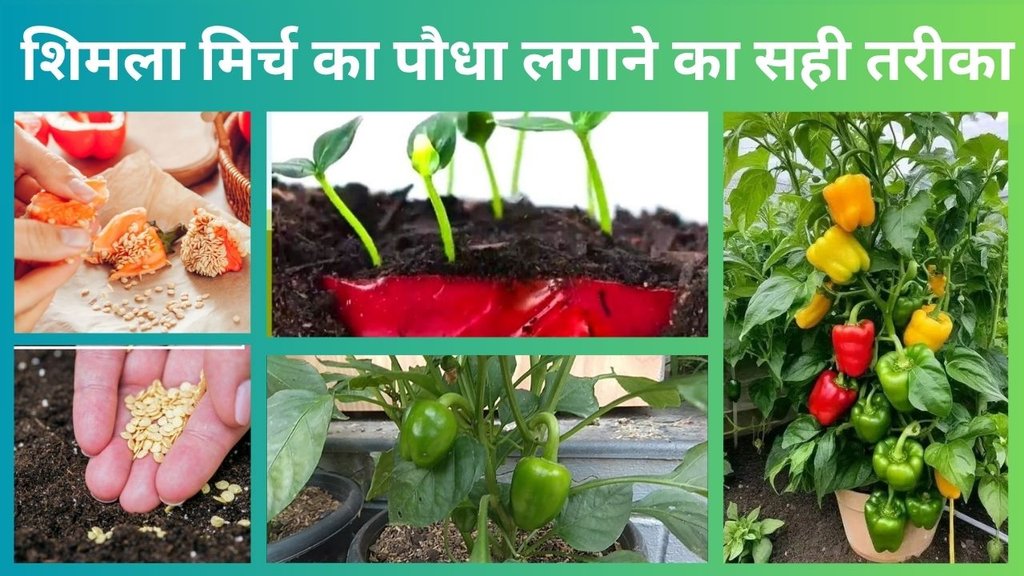 How to grow capsicum | shimla mirch ki kheti | shimla mirch kaise ugaye