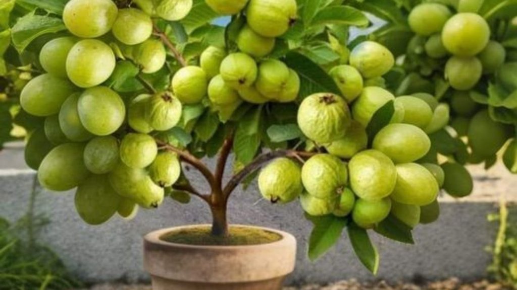 Growing guava in pots, how to grow guava tree faster, How to grow guava tree from cutting,