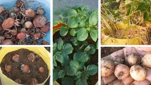 kaise ugaye aalu | How to grow potato | kheti badi