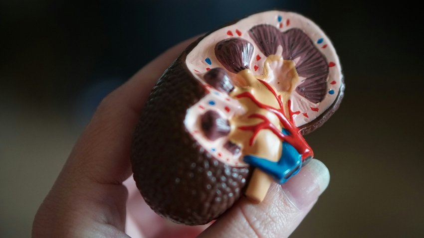 Is Your Kidney Health at Risk