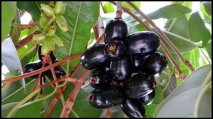 Jamun Ki Chutney Recipe, Jamun Ki Chutney, how to make jamun ki chutney recipe in hindi