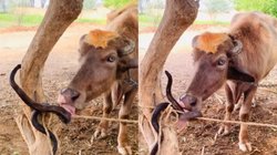 पेड़ से बंधी भैंस के पास अचानक आ गए नागराज, चारा समझ कर खाने की करने लगी कोशिश और फिर…, Viral Video देख घूम जाएगा सिर
