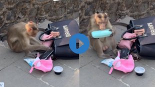 Bandar Ke Bag Ki Talashi Lene Ka Video, Monkey Checks Woman Bag Video, Monkey Viral Video