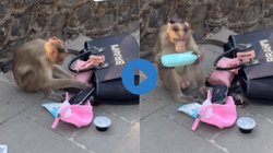 चिड़ियाघर में युवती का बंदर ने छीन लिया पर्स, चैन खोल कर बिखेर दिया सारा सामान, Viral Video देख यूजर्स बोले – खाना तो नहीं मिला पर…