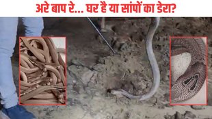 kushinagar Cobra found rescued, kushinagar 25 snakes found in house