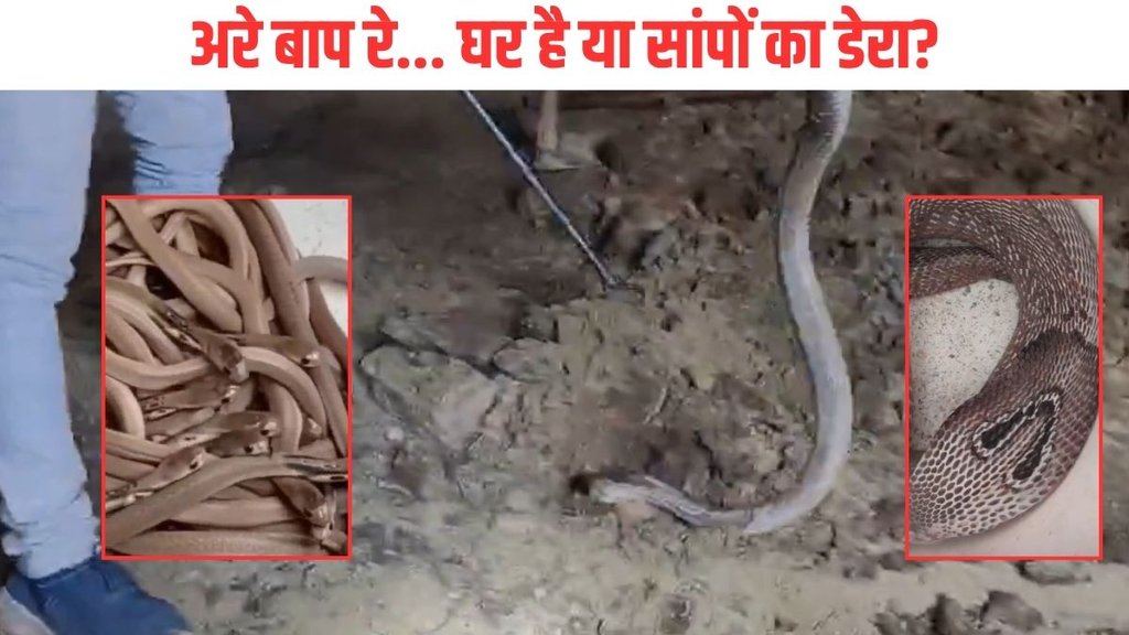kushinagar Cobra found rescued, kushinagar 25 snakes found in house