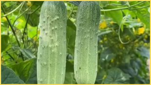 Kheere Ki Fasal, cucumber seeds in pots, cucumber seeds