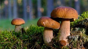 Learn to Grow Organic Mushrooms at Home