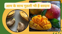 आम देखते ही लार टपकती है तो उसकी गुठली को नज़रअंदाज नहीं करें, Blood Sugar से लेकर BP तक कर सकती है नॉर्मल, दिल के लिए भी है वरदान