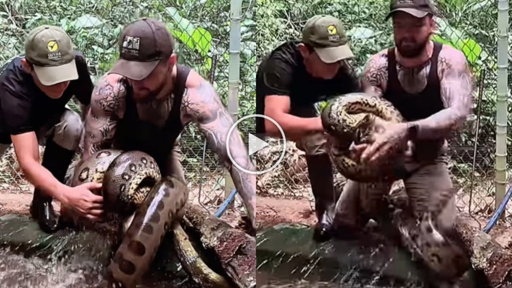 Snake Video| Viral Video| Trending Video