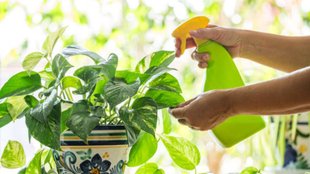 money plant, take care of money plant
