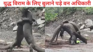 monitor lizards viral video, lizards fight viral video