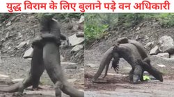 इंसानों की तरह बीच सड़क पर लड़ने लगे ये जानवर, एक-दूसरे को उठा-उठा कर पटका, देखें कौन पड़ा किस पर भारी, Video Viral