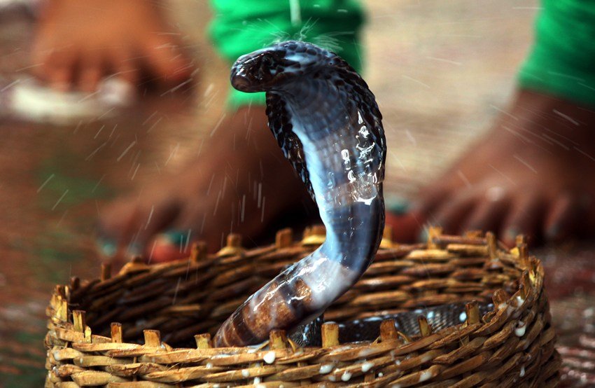  Largest Nagaraja temple in India