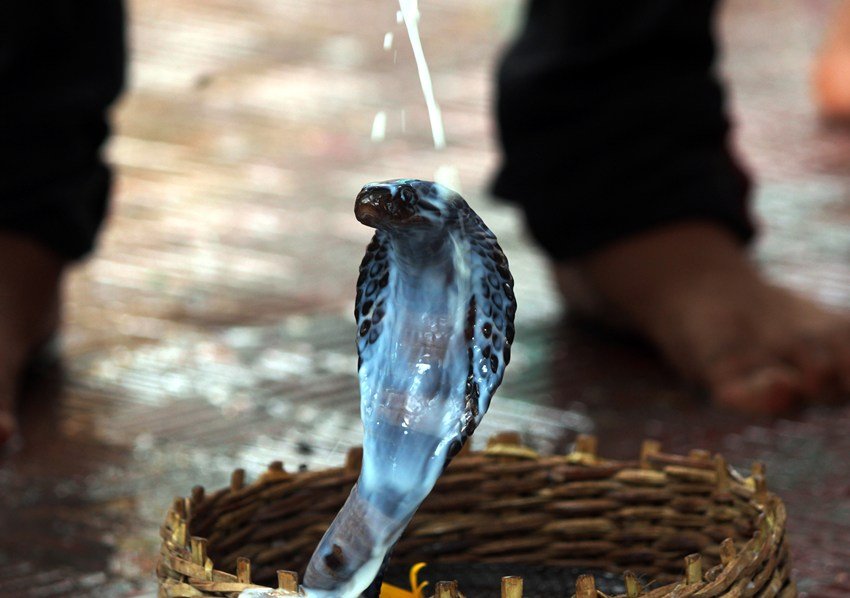 World Largest Nagaraja temple in India