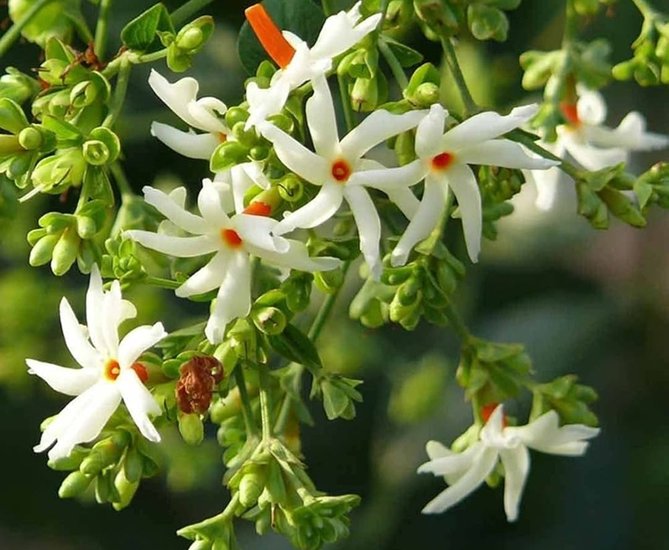 Night Jasmine