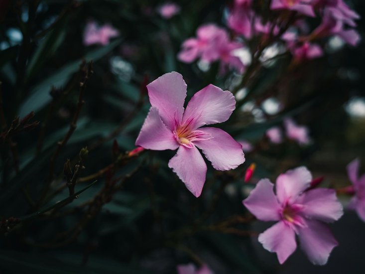 Oleander