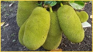 jackfruit , kathal