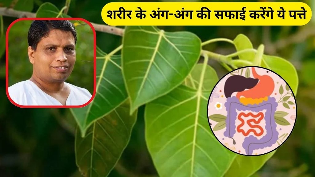 Peepal Leaves Water Benefits, Peepal leaves health benefits, Peepal ke patto ka pani, Peepal leaves tea benefits, Boiling Peepal leaves for health, Peepal leaves for diabetes