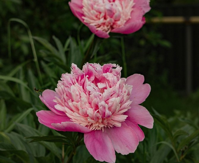Peony