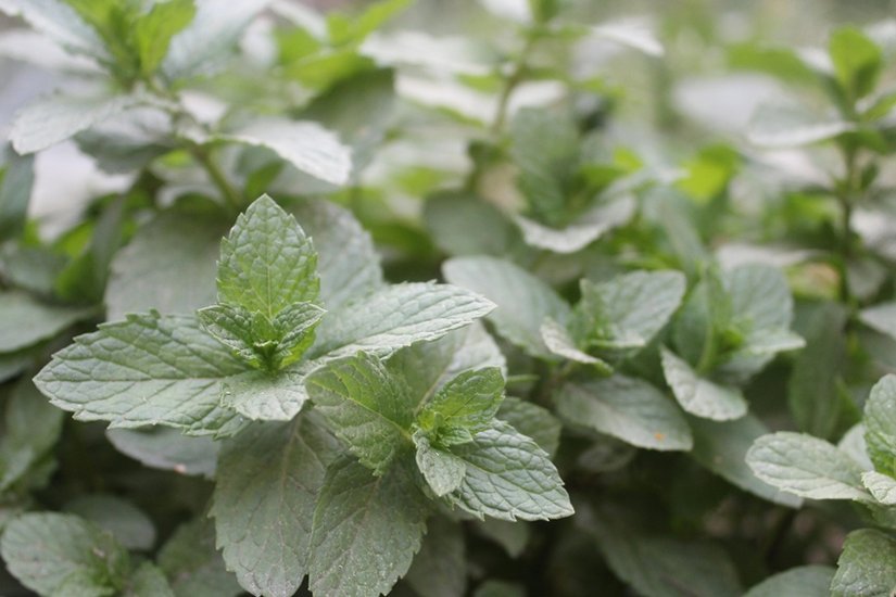 Peppermint