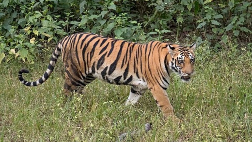 Pilibhit Killer Tigress, Pilibhit news, govt schools shut