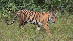 तीन मौतों के बाद 15 गांवों के 18 सरकारी स्कूल बंद, अधिकारियों ने बाघिन को मारने का आदेश मांगा