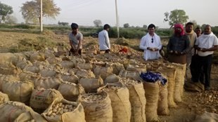 Potato Price | wbcsa | latest news | kisan news