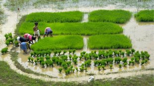 Punjab News, Farmer News, Kisan News,
