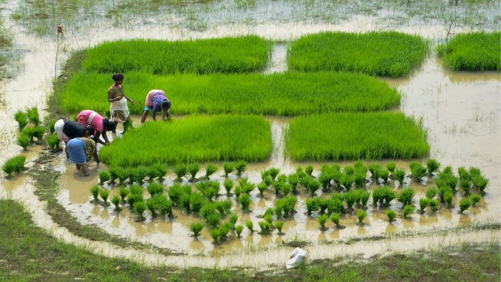 Punjab News, Farmer News, Kisan News,