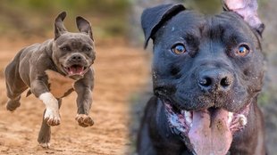Rottweiler dog, Pitbull dogs