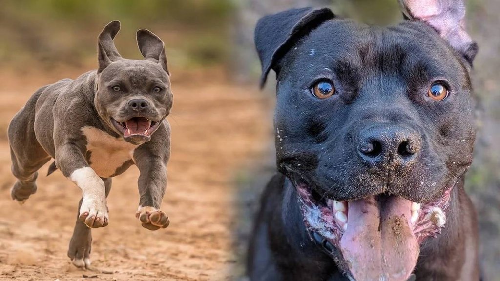 Rottweiler dog, Pitbull dogs